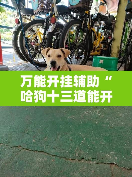 万能开挂辅助“哈狗十三道能开挂吗”附辅助神器开挂脚本详细步骤