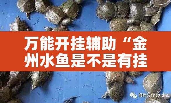 万能开挂辅助“金州水鱼是不是有挂	”其实确实有挂