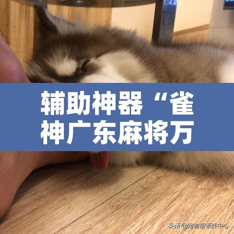辅助神器“雀神广东麻将万能开挂器”附辅助神器开挂脚本详细步骤